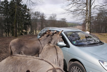 zwei Esel Kopf im Auto